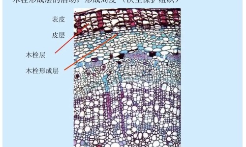 优克是什么药-优克药品名是治什么功效,中国优克止痒洗剂主治什么网站